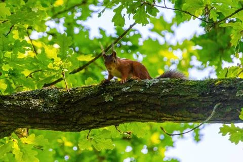 Cute young squirrel portrait on tree at park, wildlife Stock Photos