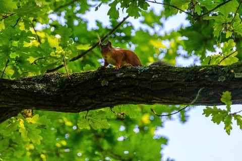 Cute young squirrel portrait on tree at park, wildlife Stock-Fotos