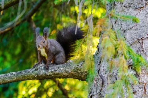 Cute young squirrel portrait on tree at park, wildlife Foto stock