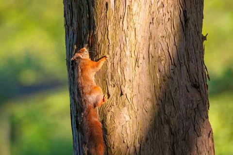 Cute young squirrel portrait on tree at park, wildlife Stockfoto's