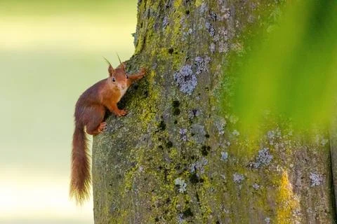 Cute young squirrel portrait on tree at park, wildlife Stock Photos