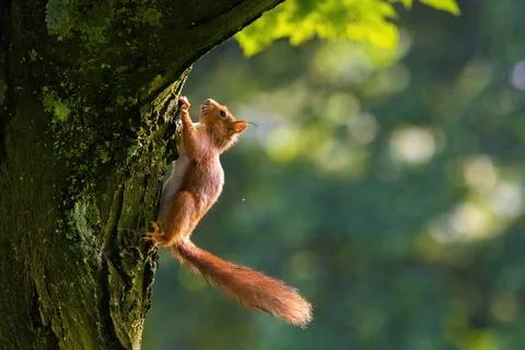 Cute young squirrel portrait on tree at park, wildlife Stock Photos