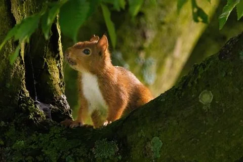 Cute young squirrel portrait on tree at park, wildlife Foto stock