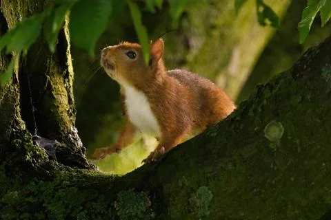 Cute young squirrel portrait on tree at park, wildlife Stock Photos
