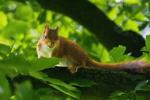 Cute young squirrel portrait on tree at park, wildlife Stock Photos