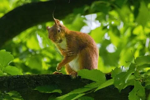 Cute young squirrel portrait on tree at park, wildlife Stock Photos