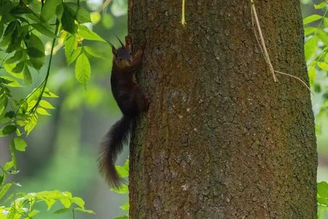 Cute young squirrel portrait on tree at park, wildlife Stock Photos