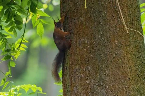 Cute young squirrel portrait on tree at park, wildlife Foto stock