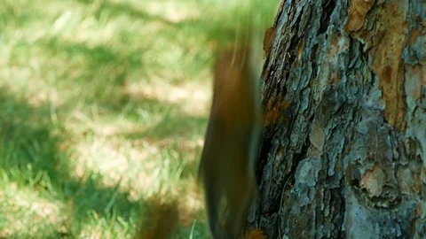 Cute Young Squirrel sciurus carolinensis eastern eating a nut and scampering Stock Footage 84153650
