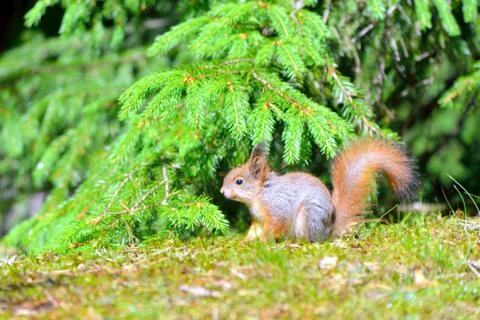 Cute young squirrel in summer. Stock Photos