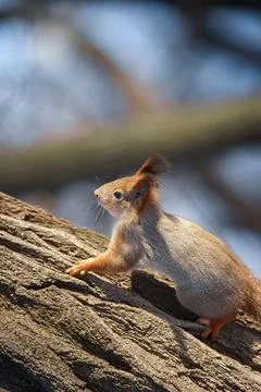 Cute young squirrel on tree with held out paw against blurred winter forest.. Stock Photos