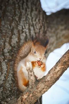 Cute young squirrel on tree with held out paw against blurred winter forest.. Stock Photos