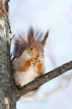 Cute young squirrel on tree with held out paw against blurred winter forest.. Stock Photos