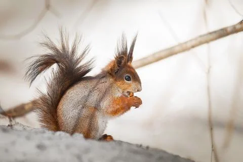 Cute young squirrel on tree with held out paw against blurred winter forest.. Stock Photos