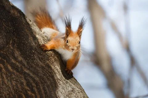 Cute young squirrel on tree with held out paw against blurred winter forest.. Stock Photos