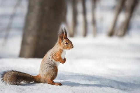 Cute young squirrel on tree with held out paw against blurred winter forest.. Stock Photos