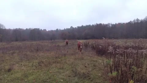 Cute young stallion Video stock 97649950