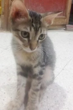 A cute young tabby kitten sitting indoors on a tiled floor Stock Photos