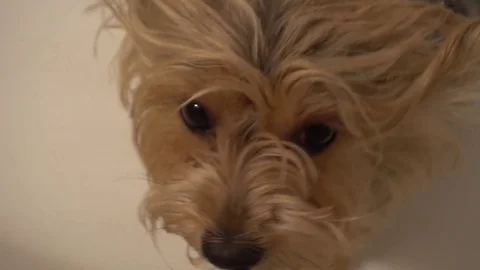Cute young yorkie looking up into camera on white background Stock Footage 75818608