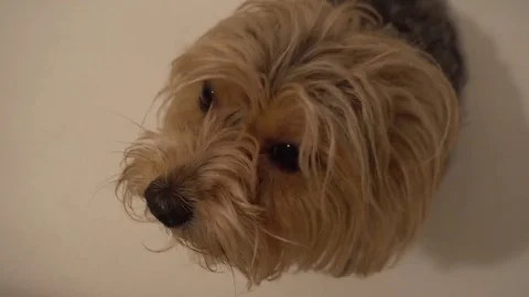 Cute young yorkie looking up into camera on white background Stock Footage 75818628