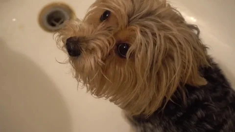 Cute young yorkie looking up into camera on white background Stock Footage 75818645