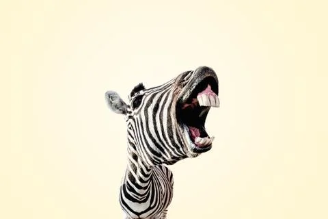Cute zebra background Stock Photos