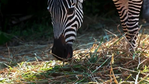 Cute zebra chewing grass in the zoo Stock Footage 76239100