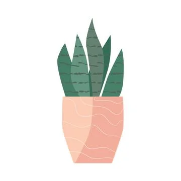 Cute zebra plant succulent in a flat style Stock Illustration