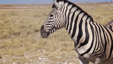 Cute zebra portrait, slow motion Stock-Footage 118570755