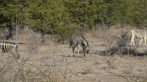 Cute zebra walking Stock Footage 115694733