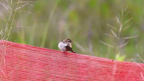 Cute zitting cisticola fledgling preening and calling with audio Japan, 4K, 03 库存影片 340567775