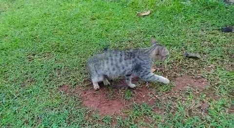 Cutecat is in a green field Stock Footage 228234160