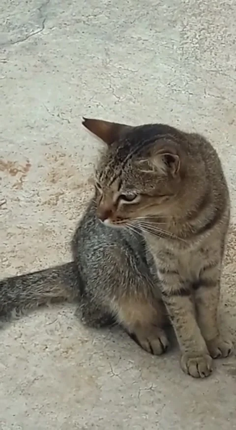 Cutecat observing something Stock Footage 228260303