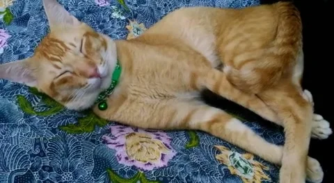 CuteCat Relaxing Time - Part 1 Stock Footage 230030708