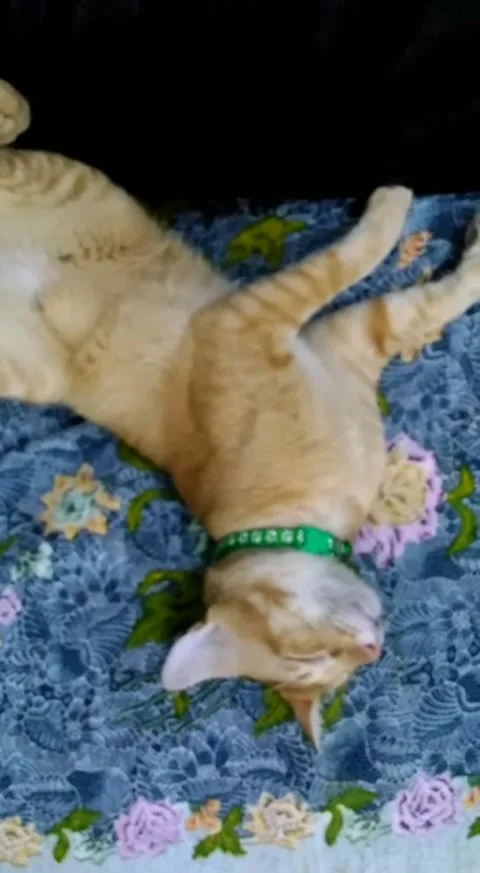 CuteCat Relaxing Time - Part 2 Stock Footage 230030709