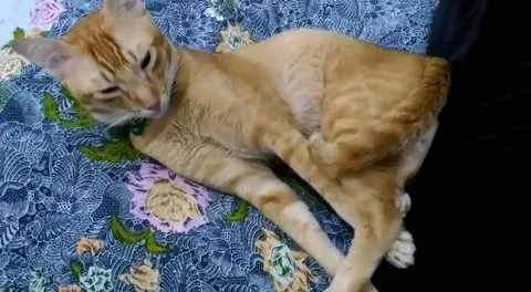 CuteCat Relaxing Time - Part 3 Stock Footage 230030715