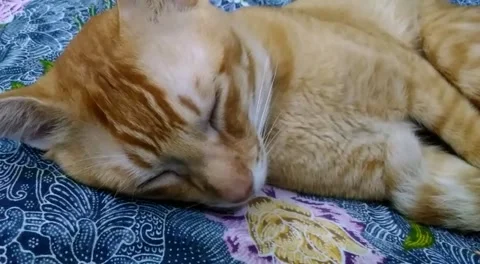 CuteCat Relaxing Time - Part 4 Stock Footage 230030728