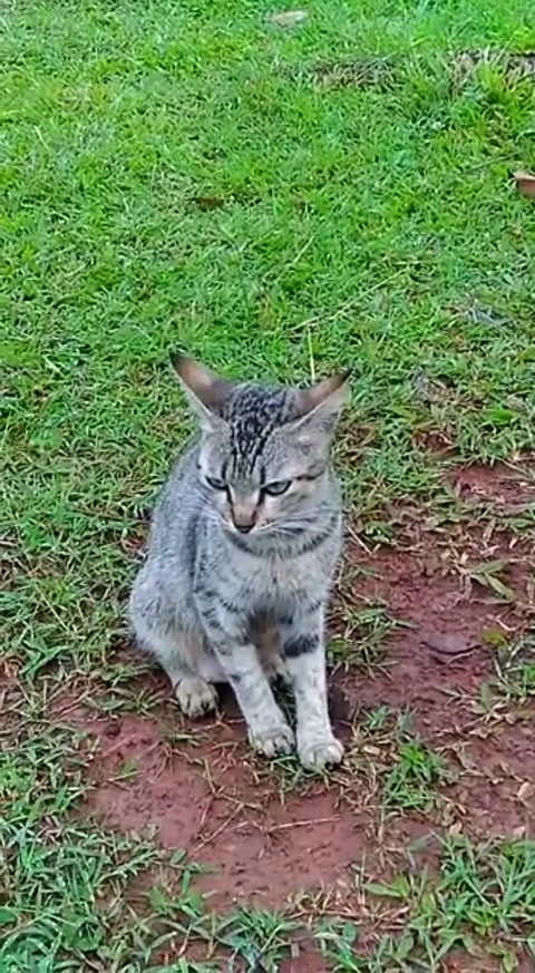 Cutecat sitting on green grass Stock Footage 228234301