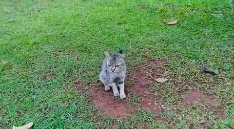 Cutecat sitting on green grass Stock Footage 228234454