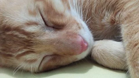 Cutecat sleeping Foto stock