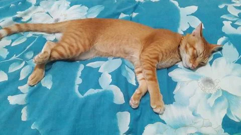 Cutecat Sleeping Time Stock Photos