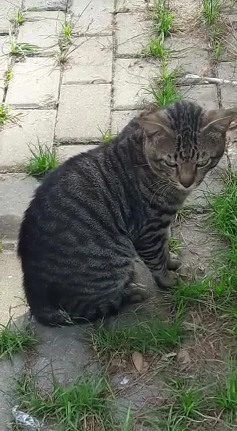 Cutecat standing in the garden Stock Footage 227913084