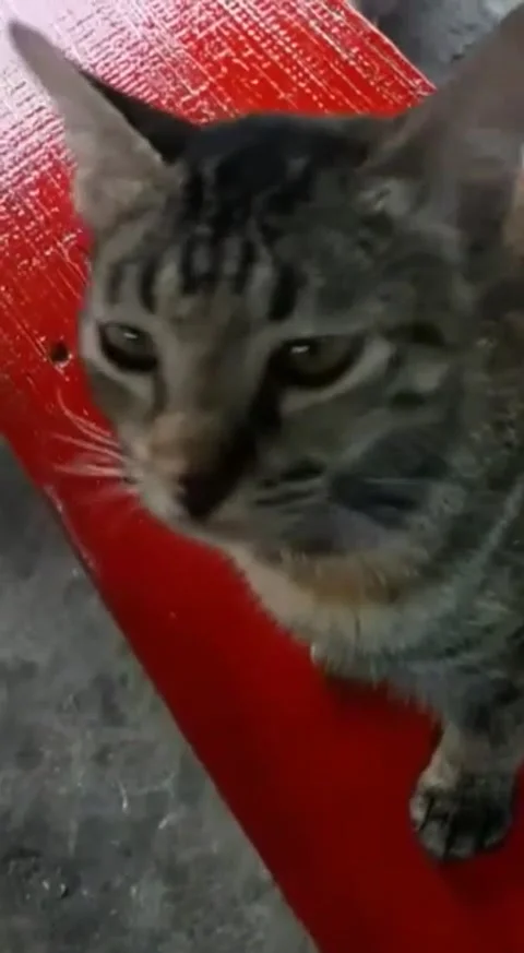 Cutecat is standing on a plank Stock Footage 227920506