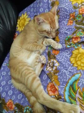 Cutecat taking a nap Stock Photos