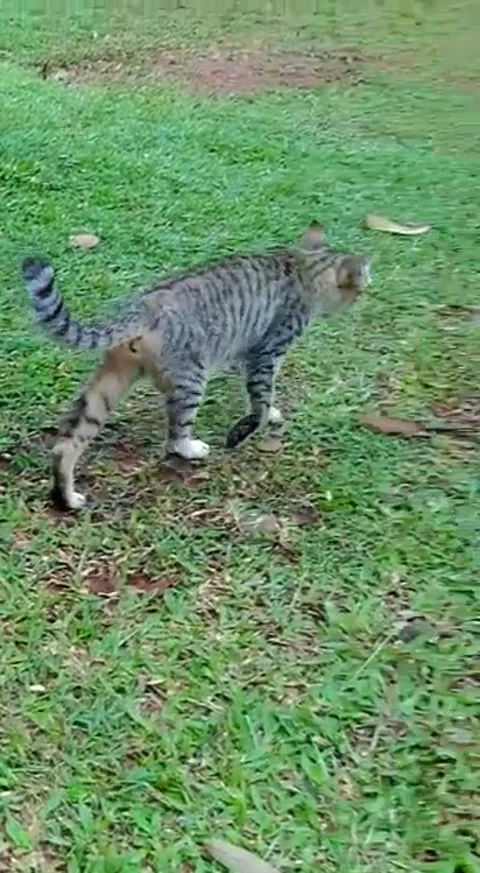 Cutecat walking on the grass Stock Footage 228235865
