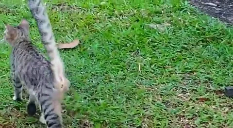 Cutecat walking on green grass Stock Footage 228217418