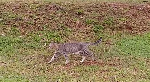 Cutecat walking in the meadow Stock Footage 228619727