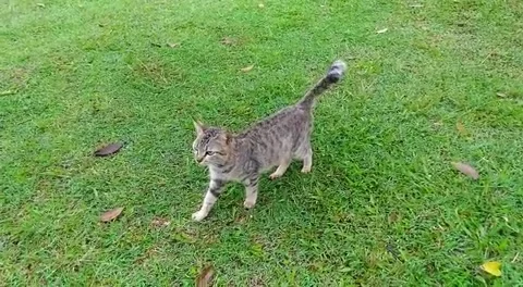 Cutecat walking in the meadow looking for something Stock Footage 228626841