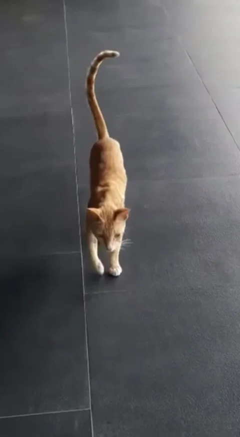 Cutecat walks casually on the exclusive floor Stock Footage 228224886