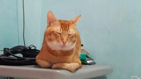 Cutecat wants to study, sitting on the computer table Foto stock